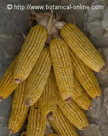 Foto de maíz