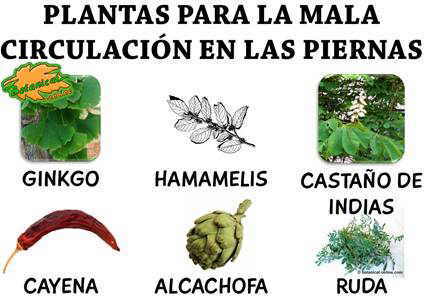 Plantas medicinales para la mala circulacion en las piernas