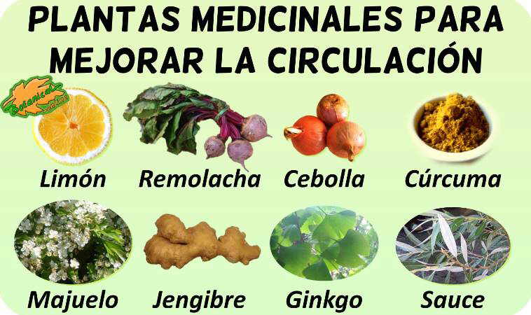 mala circulacion remedios caseros con plantas medicinales