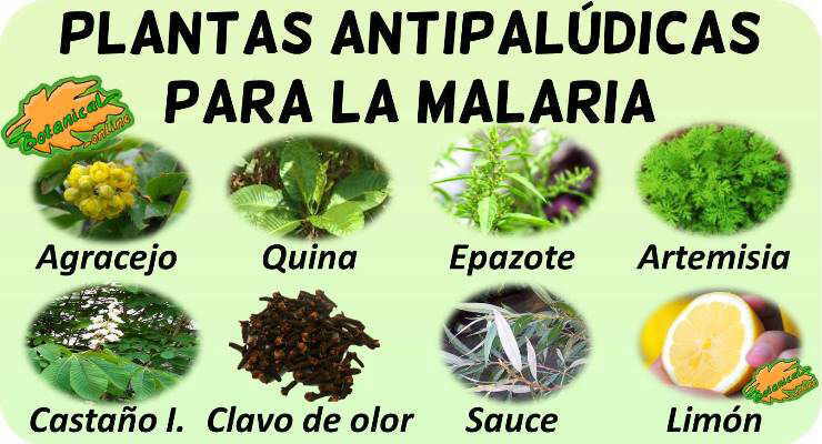 remedios naturales con plantas medicinales tratamiento natural malaria plantas medicinales antipaludicas