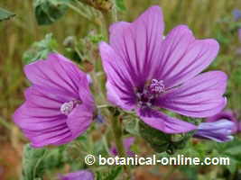 flores de malva