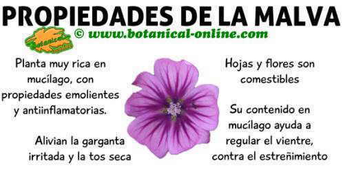 Propiedades de la malva – Botanical-online