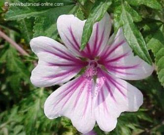 flor de malva