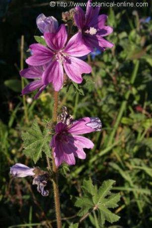 Contraindicaciones de la malva – Botanical-online