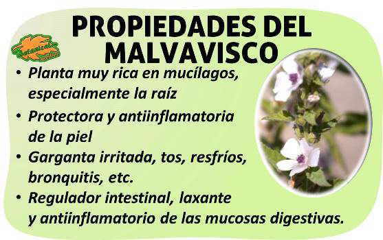 Propiedades medicinales del malvavisco marshmallow nubes gominola