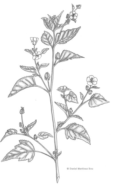 Malvavisco Botanical Online