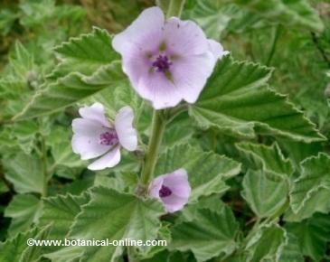 Flores de planta de malvavisco