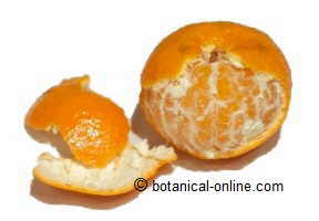 Mandarina