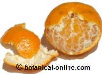 mandarina