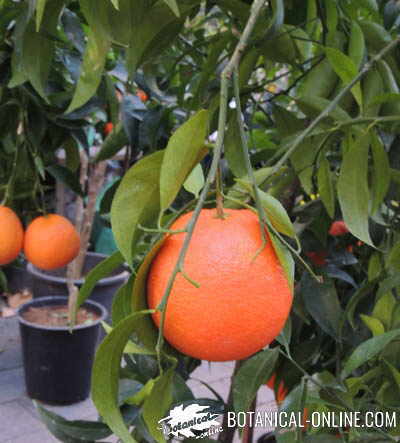 mandarina arbol frutal