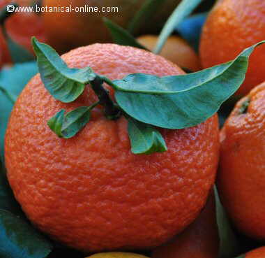 mandarina caracteristicas