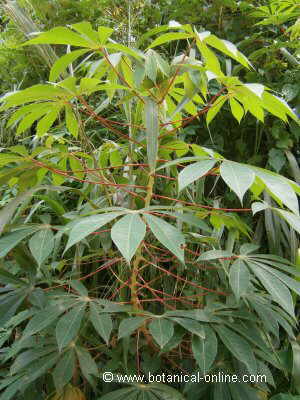hojas de mandioca