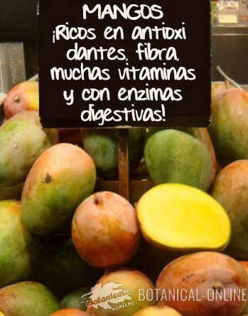 mango propiedades beneficios