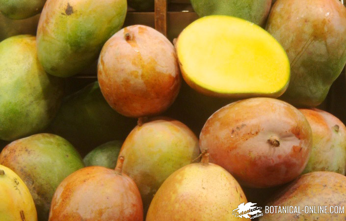 portón Sucio cavidad Propiedades de los mangos – Botanical-online