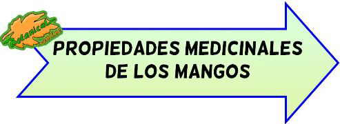 propiedades medicinales de los mangos