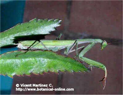 mantis religiosa