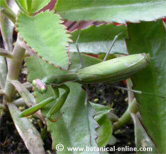 mantis religiosa