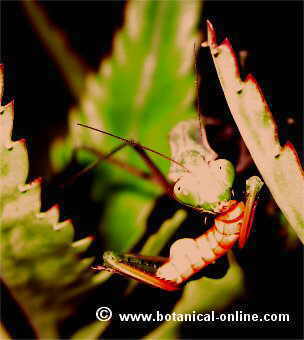 Mantis religiosa comiendo