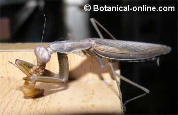 mantis comiendo