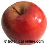 manzana para la alergia a los alimentos