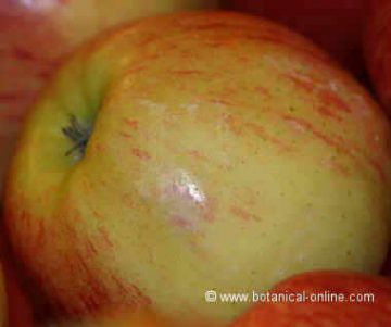 manzana