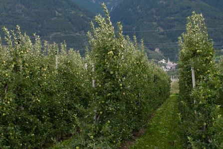 cultivo manzanas