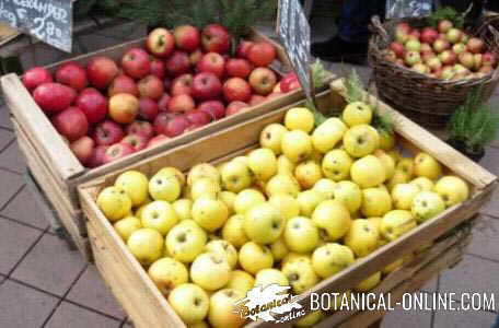 manzanas en mercado