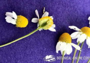 manzanilla flor