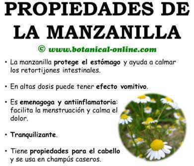 Propiedades medicinales y curativas de la manzanilla, beneficios matricaria chamomilla