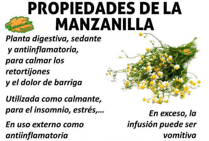 Infusión de manzanilla: propiedades, beneficios y contraindicaciones