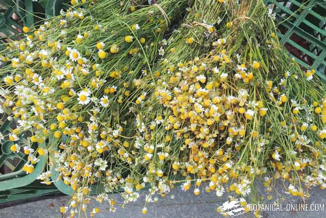 Matricaria chamomilla