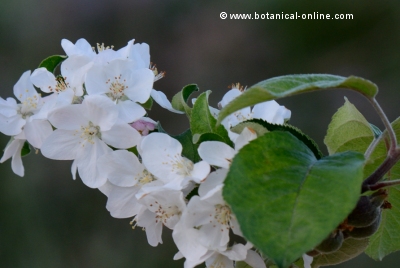 Flores de manzano