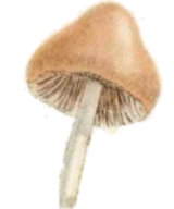 Marasmius oreades