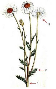 Anthemis arvensis