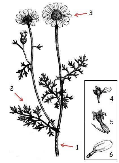 Propiedades De La Manzanilla Hedionda Botanical Online