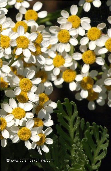 tanacetum