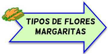 tipos de margaritas