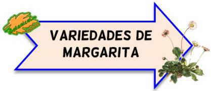 variedades de margaritas