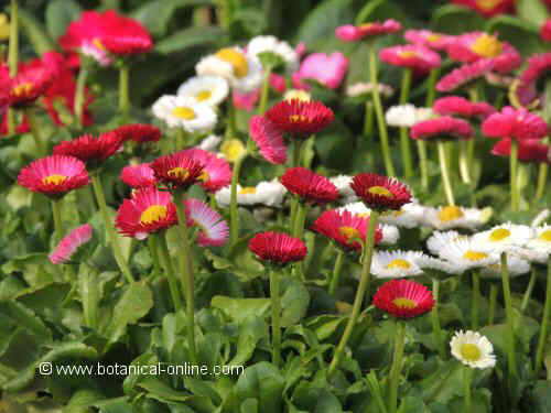 BELLIS PERENNIS