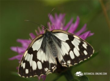mariposa medioluto ibérica