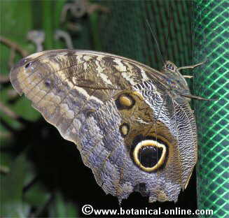 Mariposa búho