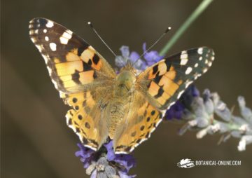 mariposa vanesa de los cardos