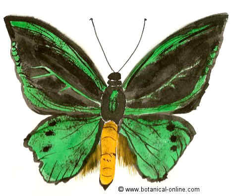 Las mariposas alas de pájaro del género Ornithoptera