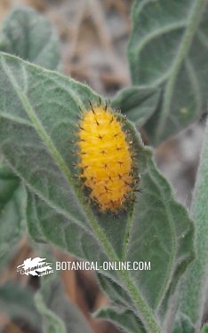 larva mariquita melón