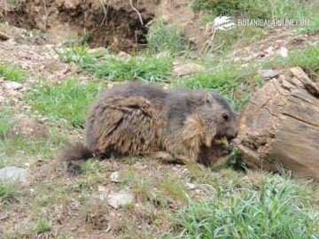 marmota