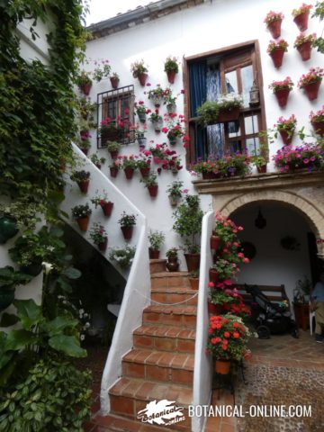 Escalera del patio de la casa Martinez Rucker 1