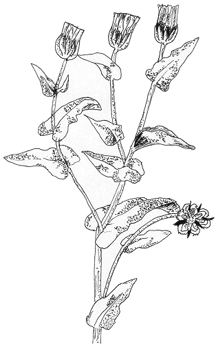 Propiedades de la caléndula silvestre – Botanical-online