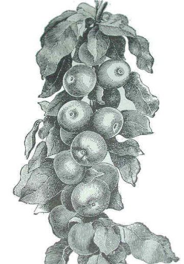 Dibujo de manzanas