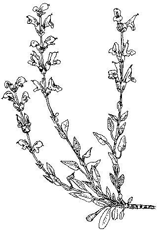 Dibujo de salvia