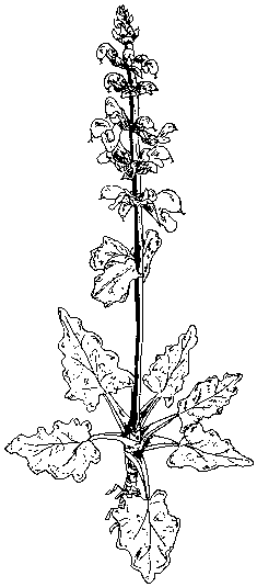 Dibujo de salvia verbenaca